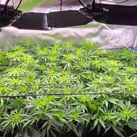Big Gorl growlog timeline photo