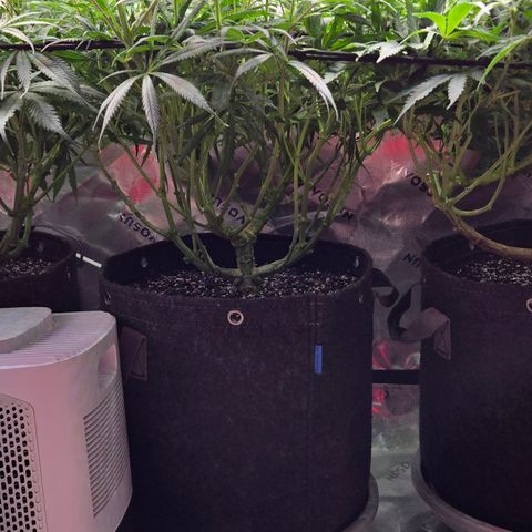 Big Gorl growlog timeline photo