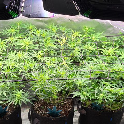Big Gorl growlog timeline photo