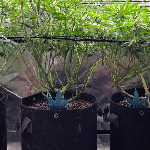 Big Gorl growlog timeline photo