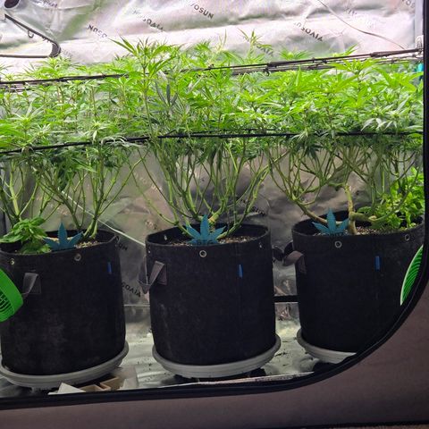 Big Gorl growlog timeline photo