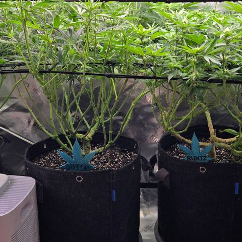 Big Gorl growlog timeline photo