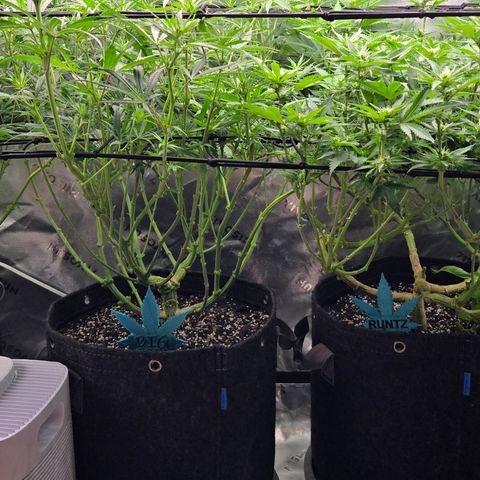 Big Gorl growlog timeline photo