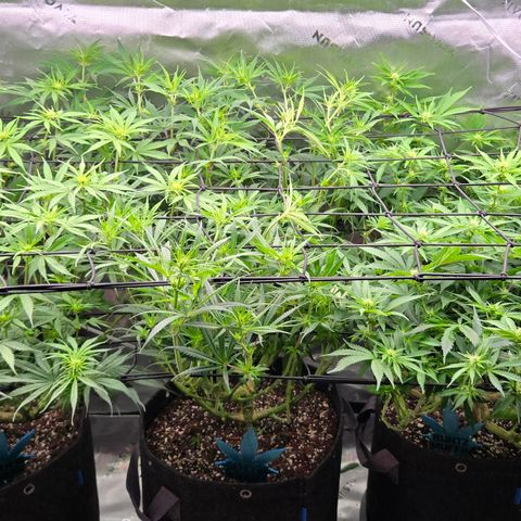 Big Gorl growlog timeline photo