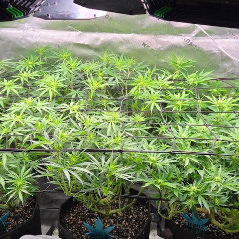 Big Gorl growlog timeline photo