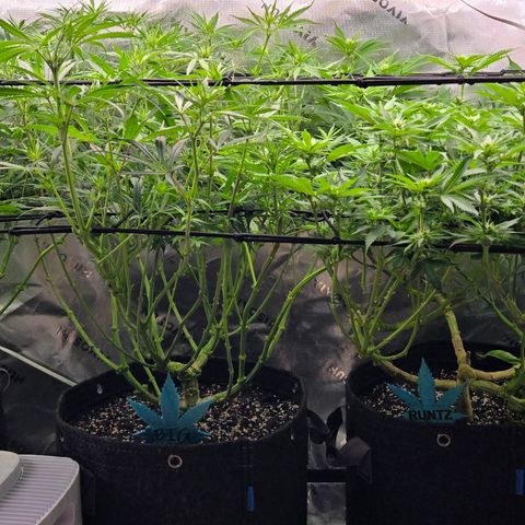 Big Gorl growlog timeline photo