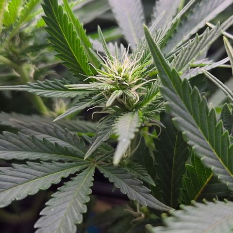 Runtz Muffin growlog timeline photo