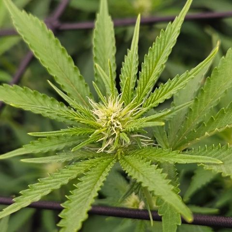 Runtz Muffin growlog timeline photo