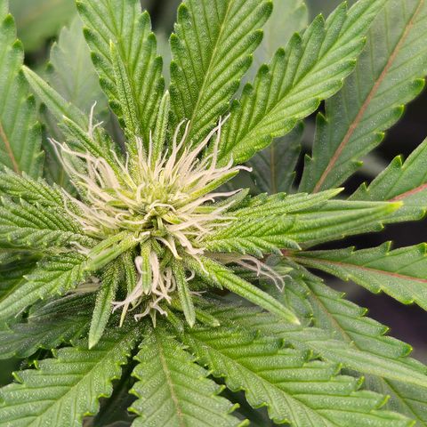 Runtz Muffin growlog timeline photo
