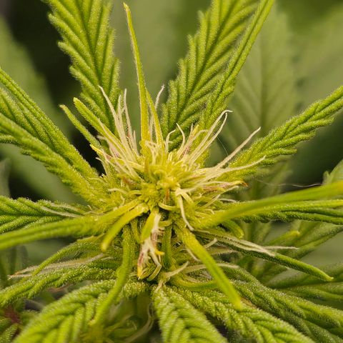 Big Gorl growlog timeline photo