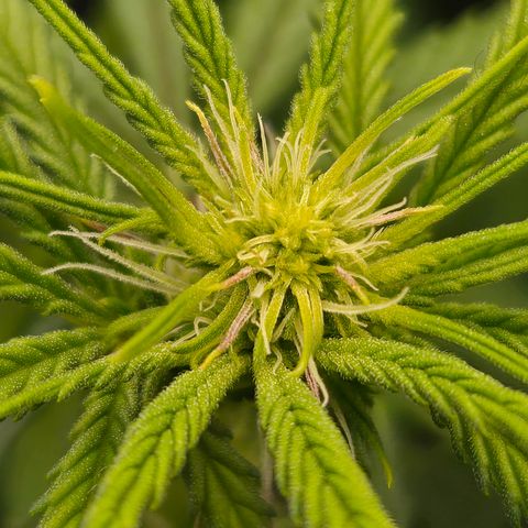 Big Gorl growlog timeline photo