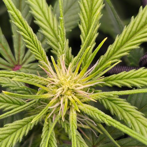 Big Gorl growlog timeline photo