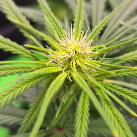 Big Gorl growlog timeline photo