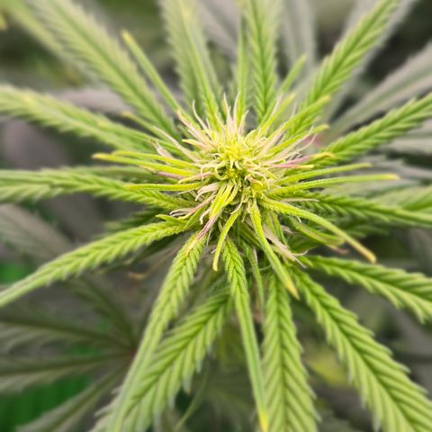 Big Gorl growlog timeline photo