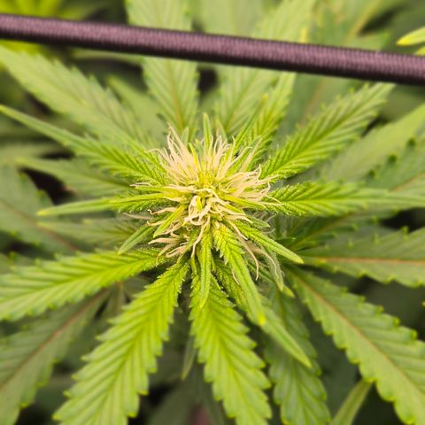 Big Gorl growlog timeline photo
