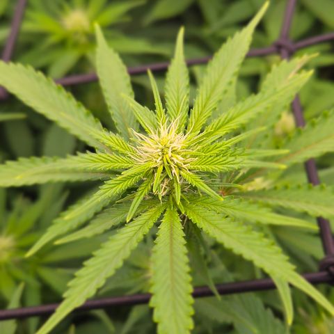 Runtz Muffin growlog timeline photo