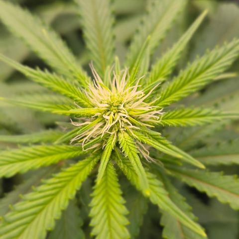 Runtz Muffin growlog timeline photo