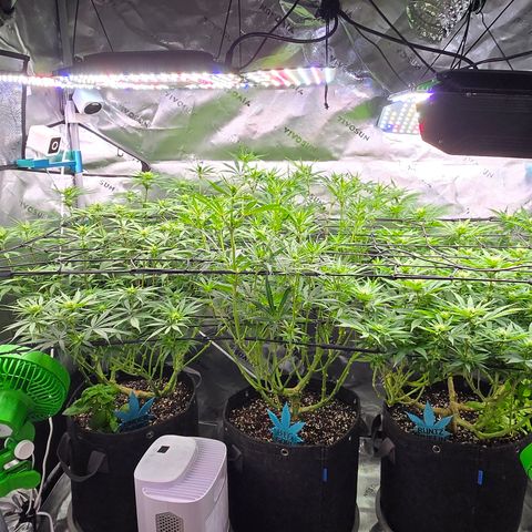 Big Gorl growlog timeline photo
