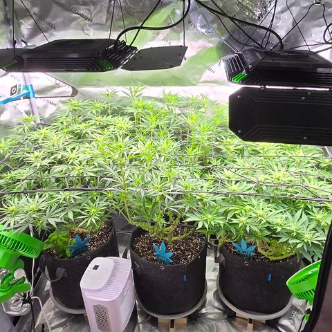 Big Gorl growlog timeline photo