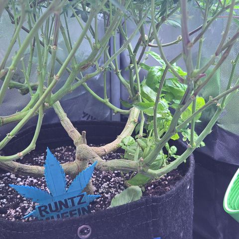 Runtz Muffin growlog timeline photo