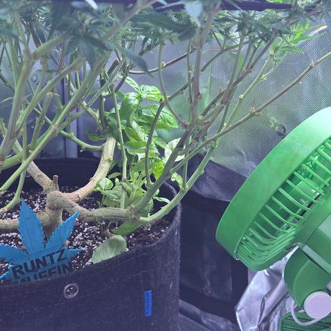 Runtz Muffin growlog timeline photo