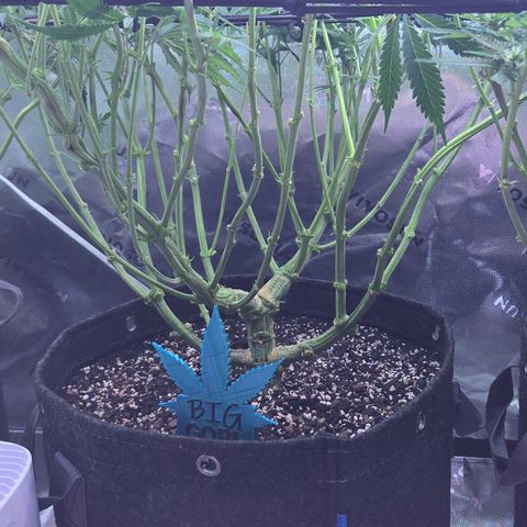 Big Gorl growlog timeline photo