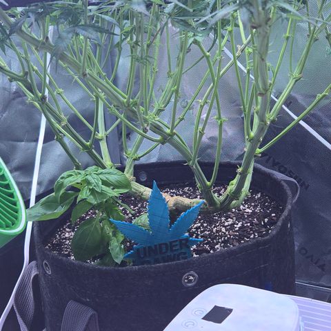 Underdog growlog timeline photo