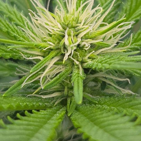 Runtz Muffin growlog timeline photo