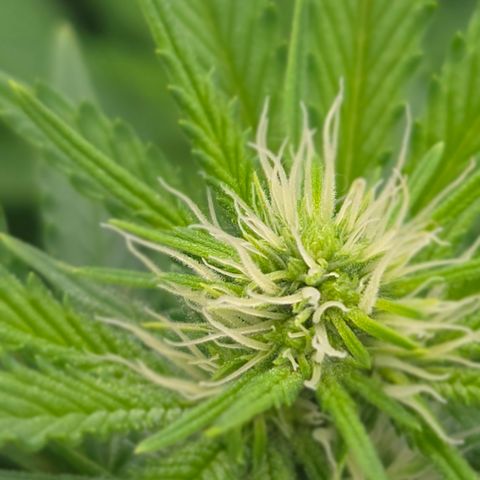 Runtz Muffin growlog timeline photo