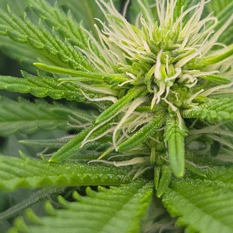 Runtz Muffin growlog timeline photo