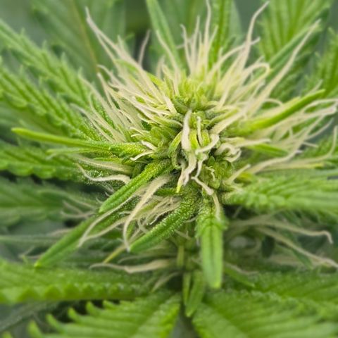 Runtz Muffin growlog timeline photo