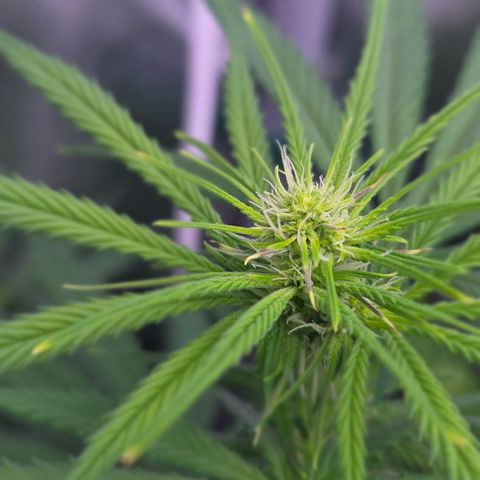 Big Gorl growlog timeline photo