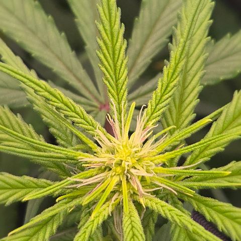 Big Gorl growlog timeline photo