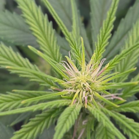 Big Gorl growlog timeline photo