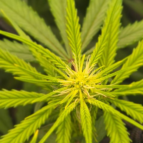 Big Gorl growlog timeline photo