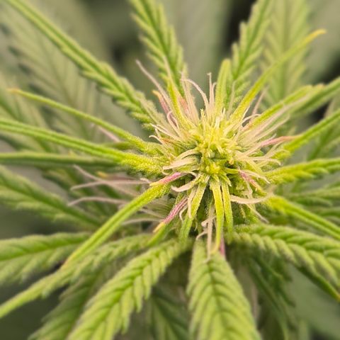 Big Gorl growlog timeline photo