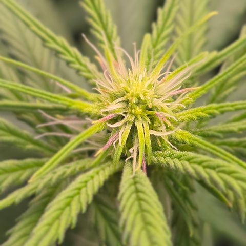 Big Gorl growlog timeline photo
