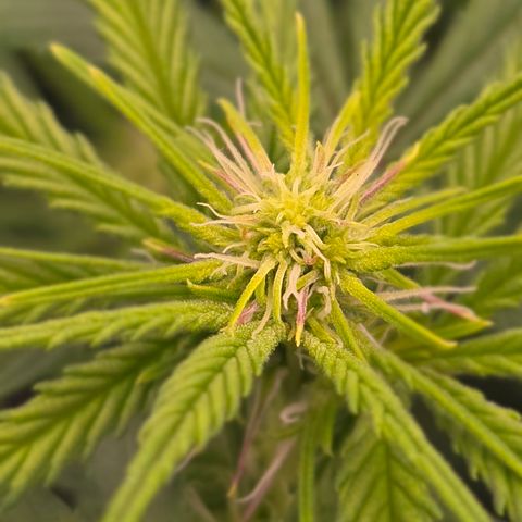 Big Gorl growlog timeline photo
