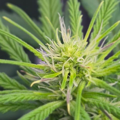 Big Gorl growlog timeline photo