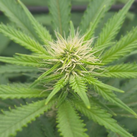 Runtz Muffin growlog timeline photo