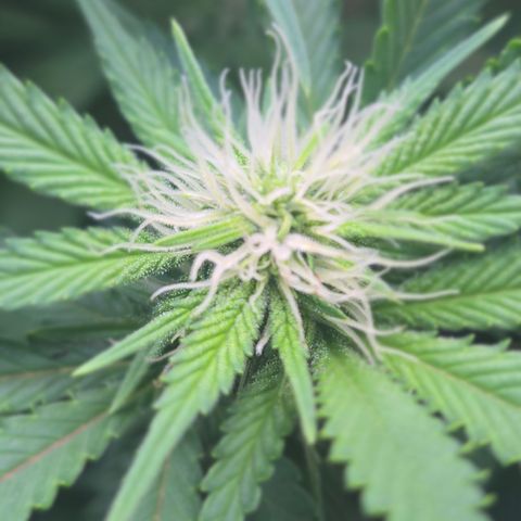 Runtz Muffin growlog timeline photo