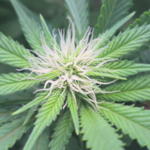 Runtz Muffin growlog timeline photo