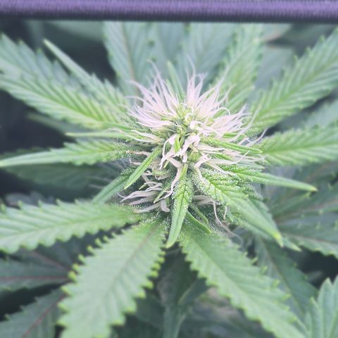 Runtz Muffin growlog timeline photo