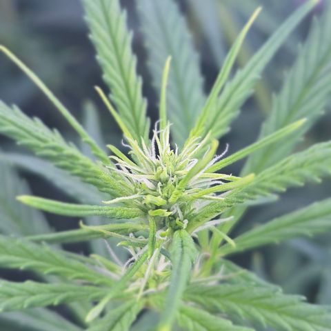 Big Gorl growlog timeline photo