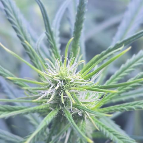 Big Gorl growlog timeline photo