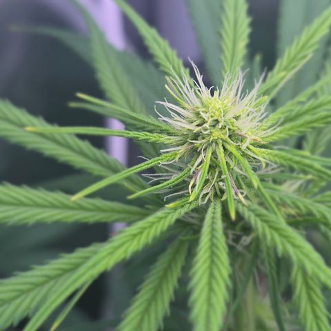 Underdog growlog timeline photo