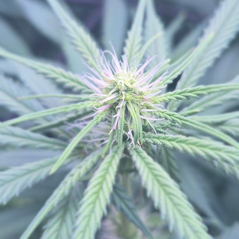 Underdog growlog timeline photo