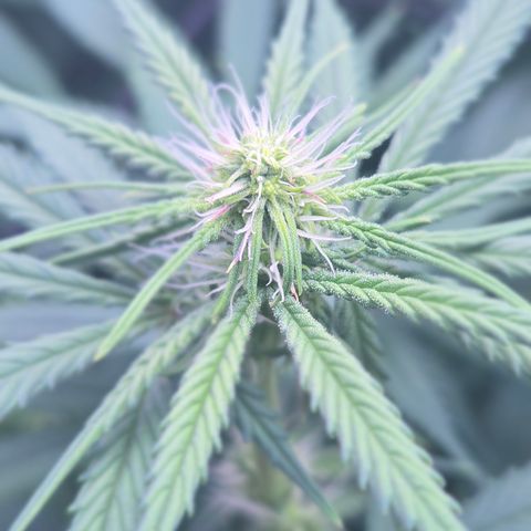 Underdog growlog timeline photo