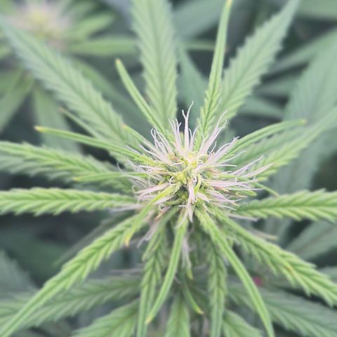 Underdog growlog timeline photo