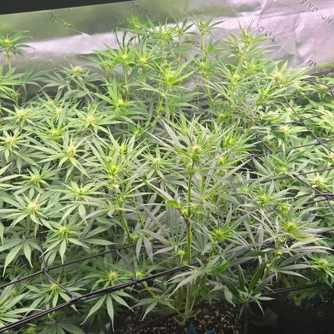 Big Gorl growlog timeline photo